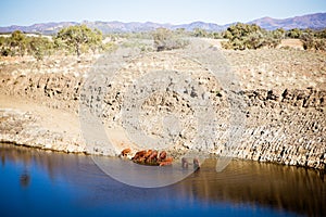 Cows refuge near Gemtree