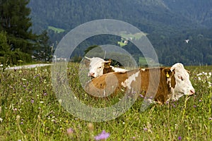 Cows relaxing in field, Germany