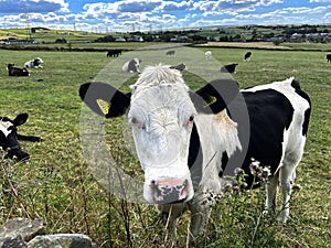 Friendly Cow near Wilsden, Bingley, UK