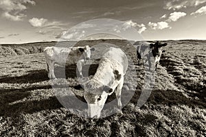 Cows, relaxing on Malham Moor in the Yorkshire Dales near, Malham, UK (Sepia Version)