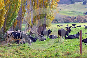 Cows relaxing in the soft Autumn afternoon sun