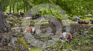 Cows relaxing under a shade tree