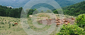 Cows rest in the pasture in Northern Apennines