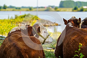 Cows rest and ruminate in the shade of a large tree during a hot day