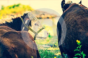 Cows rest and ruminate in the shade of a large tree during a hot day