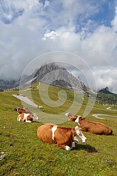 Cows resting