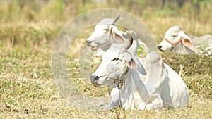 Cows are resting