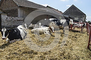 Cows are resting