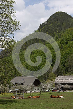 Cows resting on a farm in Logar valley (Logarska dolina), Kamnik Savinja Alps, Slovenia, Europe