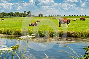 Cows resting on a field