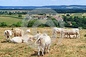 Cows resting in a field in Burgundy