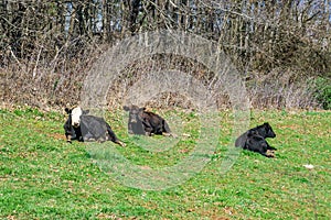 Cows Resting in a Field