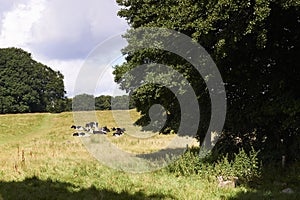 Cows resting on a field