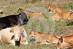 Cows resting in a field