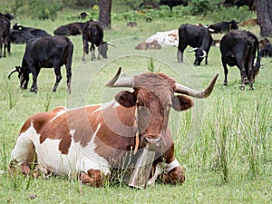Cows resting in the grass in the forest