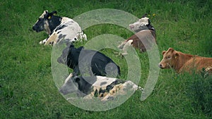 Cows resting in grassy field