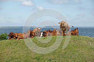 Cows resting on green grass