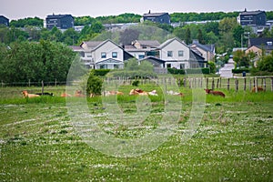 Cows resting in green pasture in front of residential area in Lund Sweden during summer