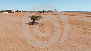 Cows are resting lying under a tree in the shade.