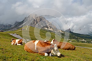 Cows resting