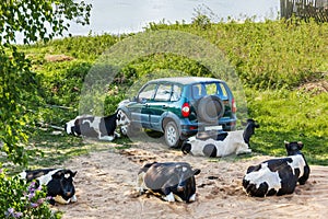 Cows resting next to the car