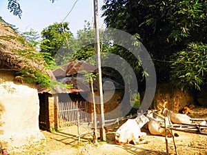 Cows resting outside of hut under bamboo trees