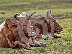 Cows are resting in the pasture, Ethiopia