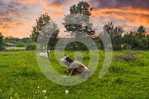 Cows in resting position on the green meadow at sunset.Styled stock photo with rural landscape in Romania