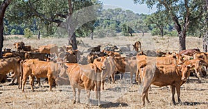 Cows resting in the shade of the oaks