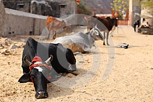 Cows resting at the street