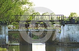 Cows returning from pasture over bridge across river