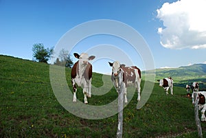 Cows in Rhone Alpes