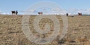 Cows on a Ridge in Alberta photo