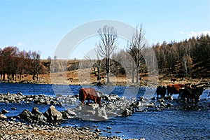 Cows and the river