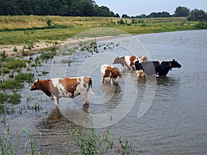 Cows in the river the Waal, Netherlands