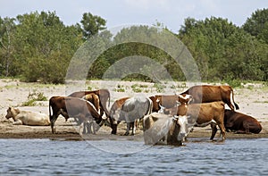 Cows at a riverbank