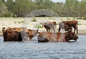 Cows at a riverbank