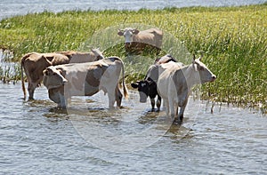 Cows at a riverbank