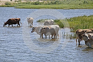 Cows at a riverbank