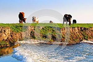 Cows on riverbank photo