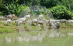 COWS AT A RIVERBANK DRINKING WATER