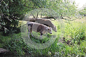 Cows at the riverbank eating grass
