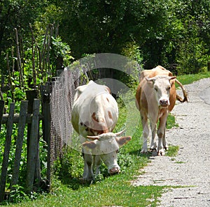 Cows at road side