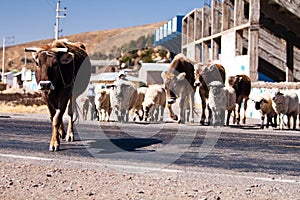 Cows in the road on a sunshine day