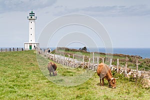 Cows in the road to the lighthouse photo