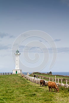 Cows in the road to the lighthouse photo