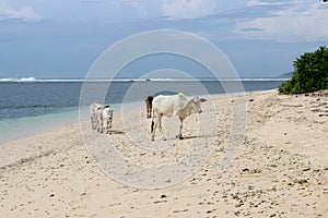 Cows roam freely on white sand beach, as white as cows, Ujung Genteng beach