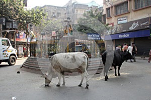 Cows roam the streets of Kolkata