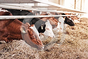 Cows in a row are eating hay in the cowshed. Farm animals.