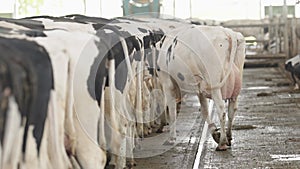 cows in a row while feeding on a farm, rear view